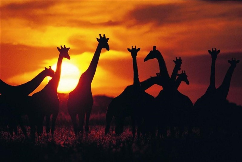 Giraffe herd in silhouette against sunset